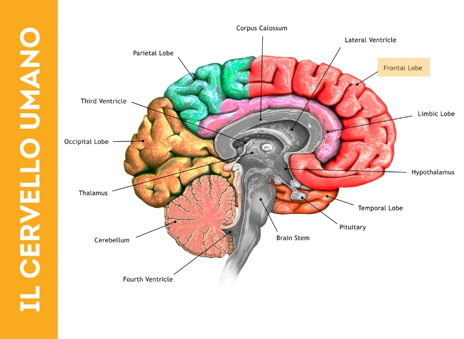 Scopri di più sull'articolo Gli Effetti dello Stress sulla corteccia prefrontale